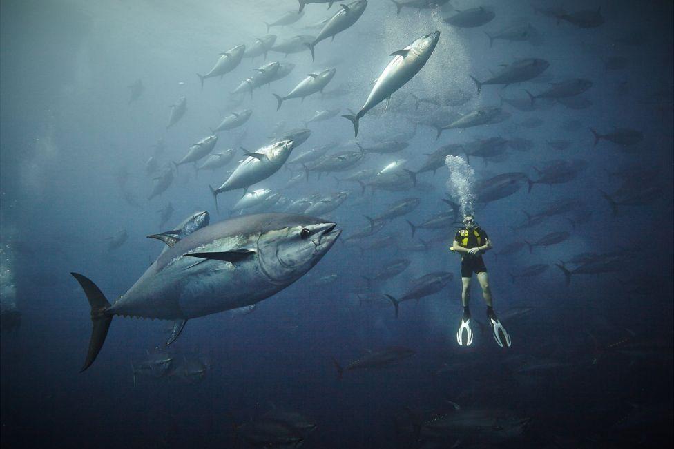 这些大西洋蓝鳍金枪鱼单条重量可达400公斤,其游行时速可达70公里.
